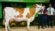 Montbéliarde en concours