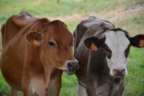 Deux vaches croisées dans un champ en gros plan