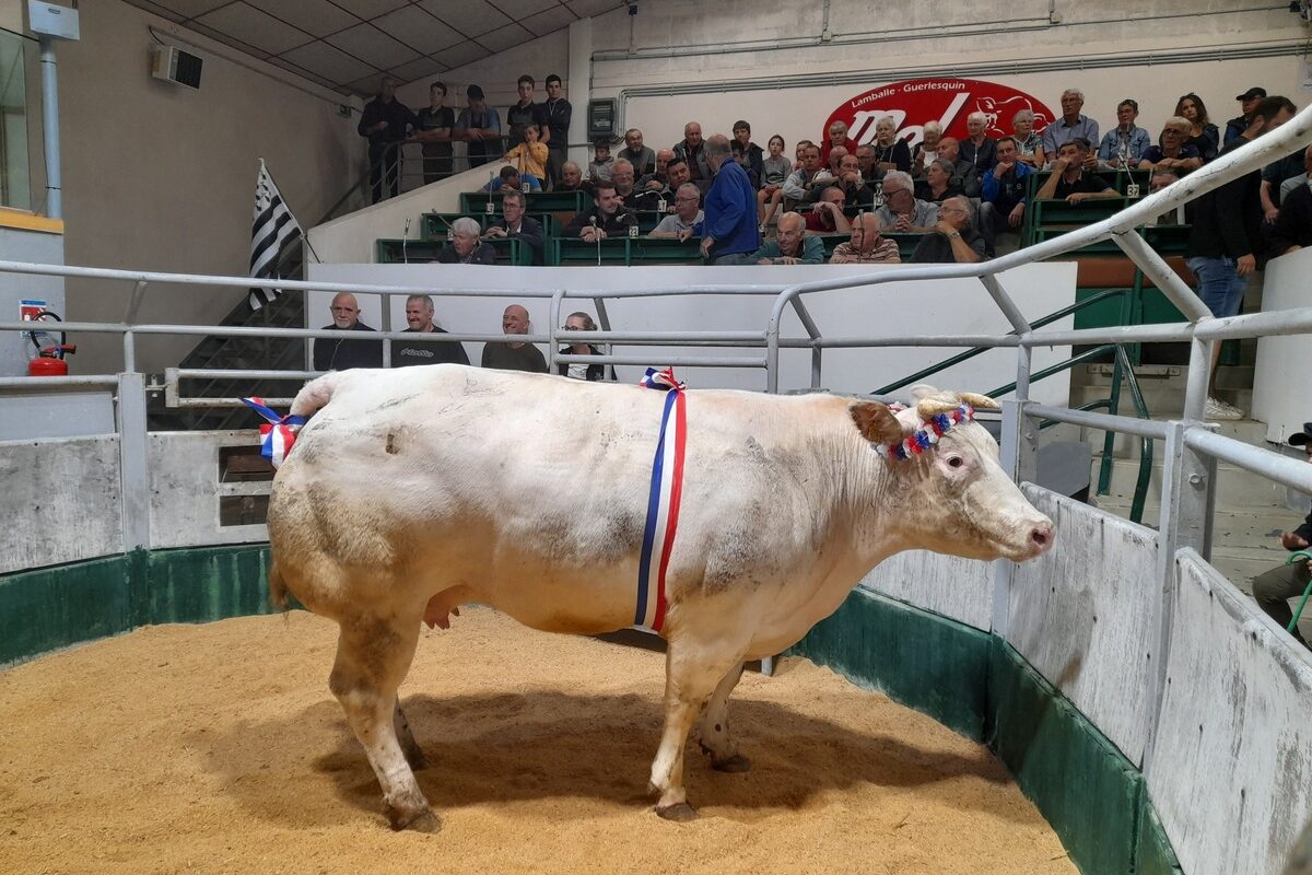 Une vache à viande dans un ring avec un public autour dans des gradins - Illustration 68 animaux vendus  à des prix attractifs