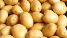 Gros plan sur des pommes de terre