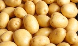 Gros plan sur des pommes de terre