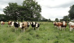 Vaches au pâturage