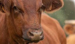Mouches sur une vache