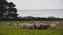 Troupeau de vaches charolaises