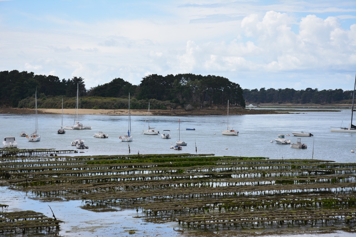 Parc ostréicole - Illustration « La qualité de l’eau n’est pas prise en considération »