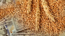 Grains de blé et billets de banque américains