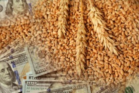 Grains de blé et billets de banque américains