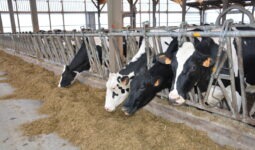 vaches au cornadis