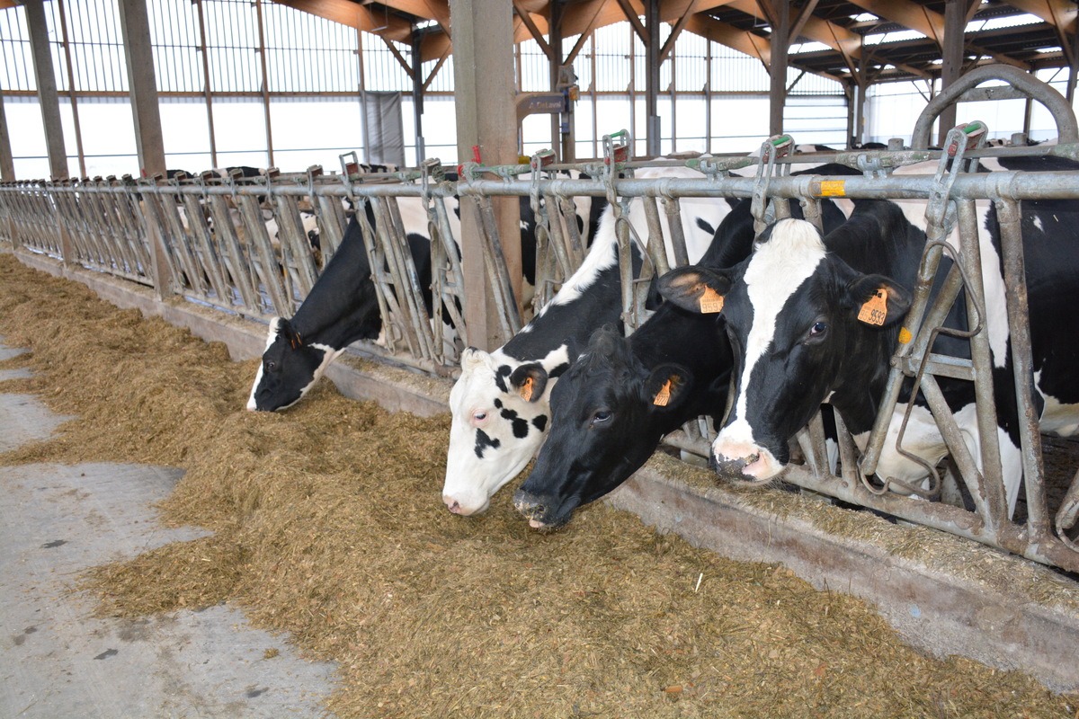vaches au cornadis - Illustration L&rsquo;objectif d’éradication de la DNC pas atteint