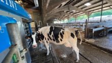 Une vache devant un robot de traite.