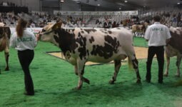 Une vache et son éleveuse au concours bovin sur le salon du Space