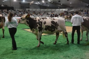 Une vache et son éleveuse au concours bovin sur le salon du Space