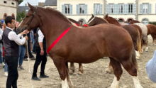 Une pouliche de deux ans de race Trait breton et son présentateur lors d'un concours