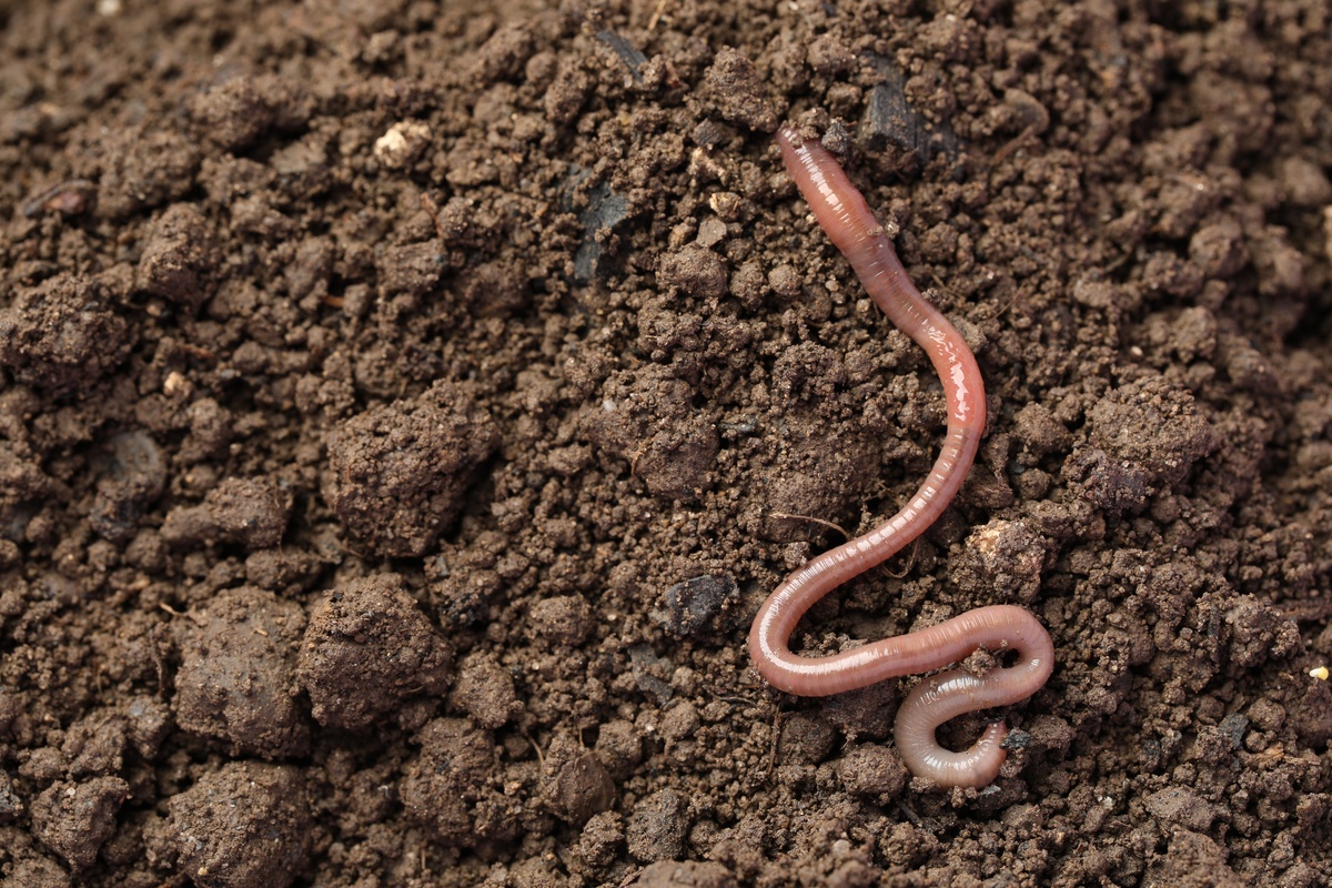 ver de terre dans le sol - Illustration La biodiversité, alliée de notre alimentation
