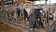 vaches au cornadis