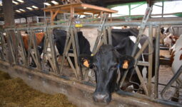 vaches au cornadis