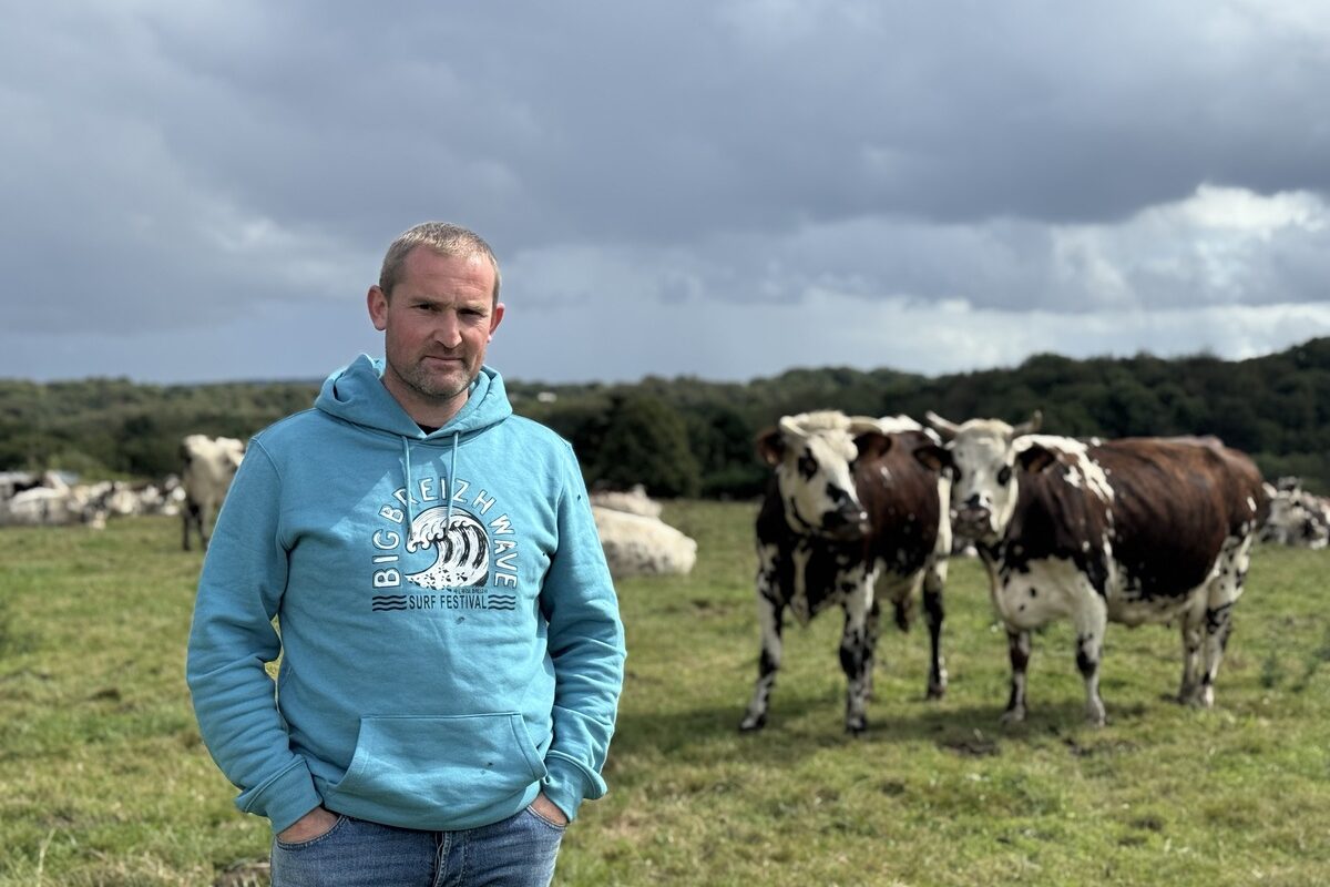 Un éleveur devant des vaches de race Normande dans une prairie.  - Illustration L&rsquo;herbe et les vêlages d’automne font la paire 