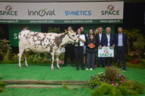 Une vache lors d'un cours