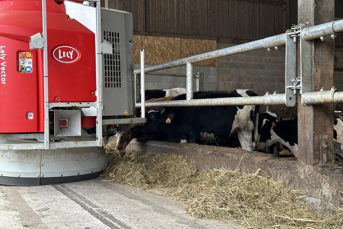 Un robot d'alimentation vector au travail dans une stabulation avec des vaches au ratelier - Illustration Le robot est plus rentable que l’automotrice