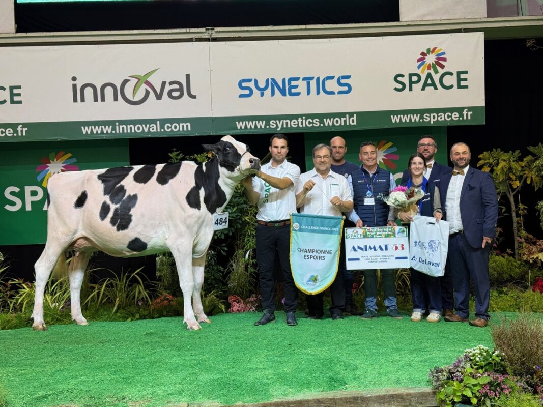 Une vache Holstein sur le podium d'un conours accompagnée d'un groupe de personnes. 