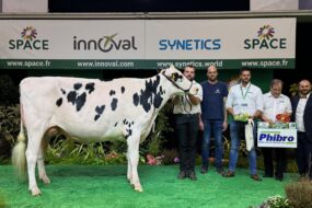 Une vache de race Holstein sur le podium d'un concours accompagnés d'un groupe de personnes