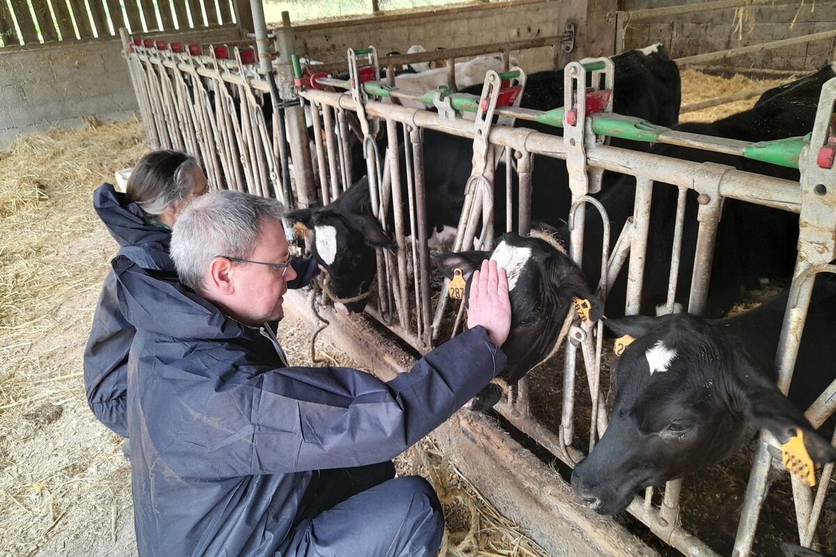 Une homme caresse la tête d'un veau de race Holstein dans un élevage.  - Illustration Une semaine pour promouvoir les métiers agricoles