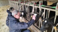 Une homme caresse la tête d'un veau de race Holstein dans un élevage.