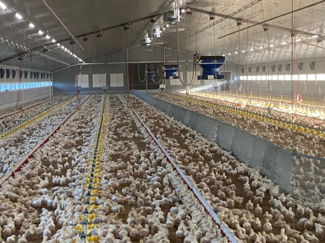 La séparation mâles/femelles se fait sur la longueur du poulailler.