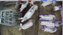 Vue d'une caméra 360° installée au plafond du bâtiment d'élevage de porc