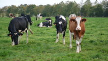 vaches au pâturage avec des haies en arrière plan