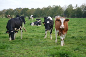 vaches au pâturage avec des haies en arrière plan