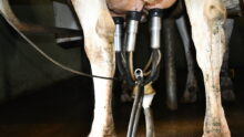 Gros plan sur des mamelles de vaches avec des trayons
