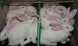 Des lapins entassés dans une cage