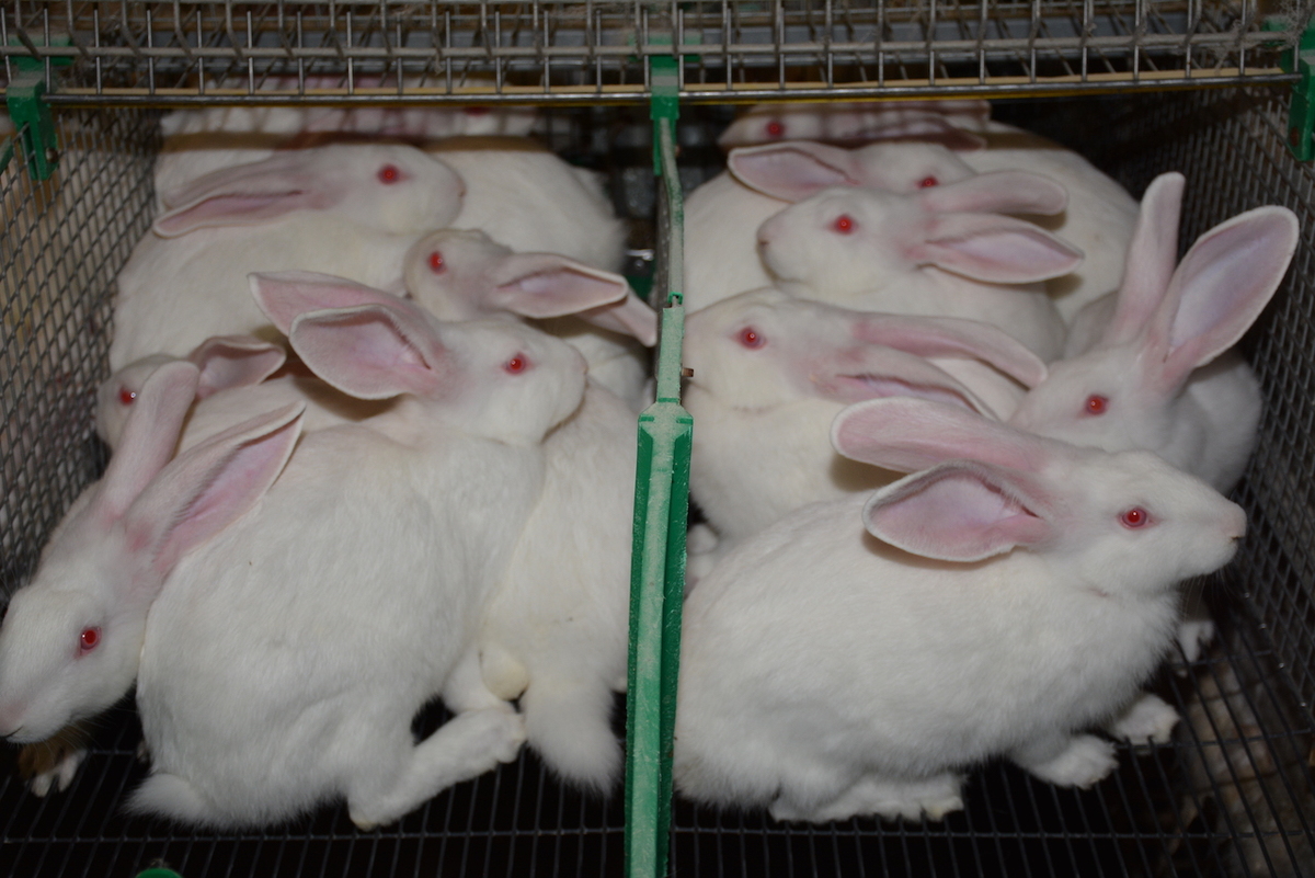 Des lapins entassés dans une cage - Illustration Consultation sur le bien-être animal