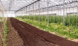 Intérieur d'une serre avec su compost sur une partie du sol