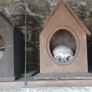 Gros plan sur des boîtes à crâne dans une église