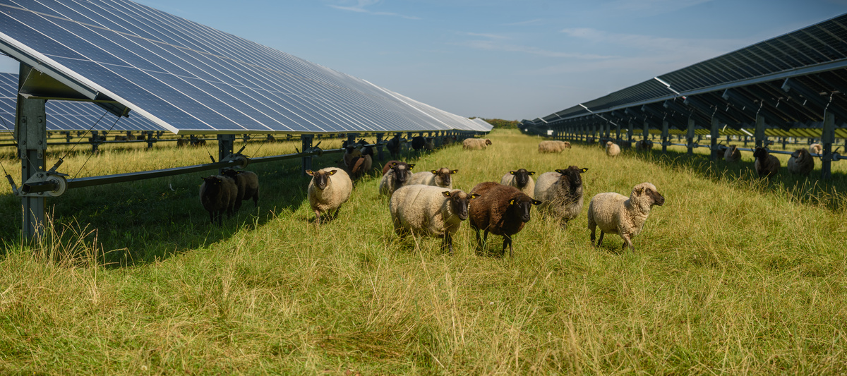 Des moutons dans un champ avec des panneaux photovoltaïque - Illustration Premier panorama  de l&rsquo;agrivoltaïsme français