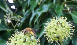 Des abeilles sur du lierre