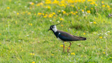 Vanneau huppé dans une prairie