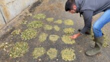 Un homme avec des bottes en caoutchoux observe des petits tas d'ensilage de maïs frais.