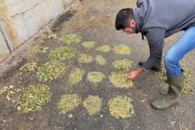 Un homme avec des bottes en caoutchoux observe des petits tas d'ensilage de maïs frais.