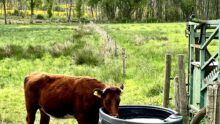 bovin qui boit dans un abreuvoir avec un lecteur RFID UHF au-dessus