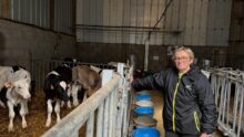 Une éleveuse devant des veaux dans une case paillée