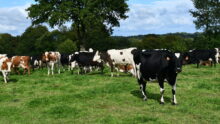 des vaches laitières au pâturage