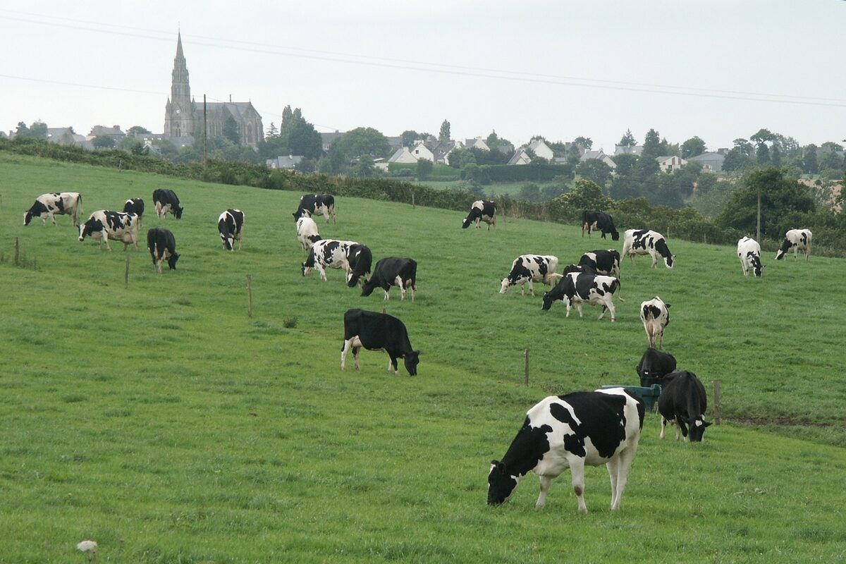 Un troupeau de vaches au champ avec un village et son église en arrière plan - Illustration Tous les acteurs mobilisés pour l’avenir de la filière : Préserver le lait dans nos territoires