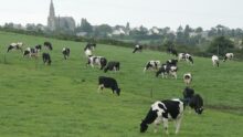 Un troupeau de vaches au champ avec un village et son église en arrière plan