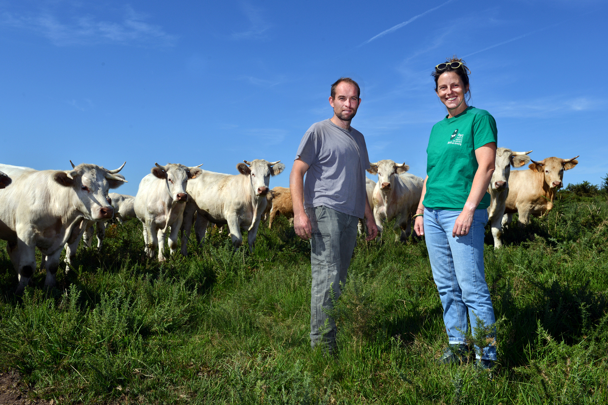 Deux personnes devant un troupeau de vaches - Illustration Dans les Monts d’Arrée, la lande s&rsquo;intègre à un système herbager