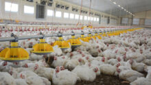 L'intérieur d'un bâtiment d'élevage de poulet