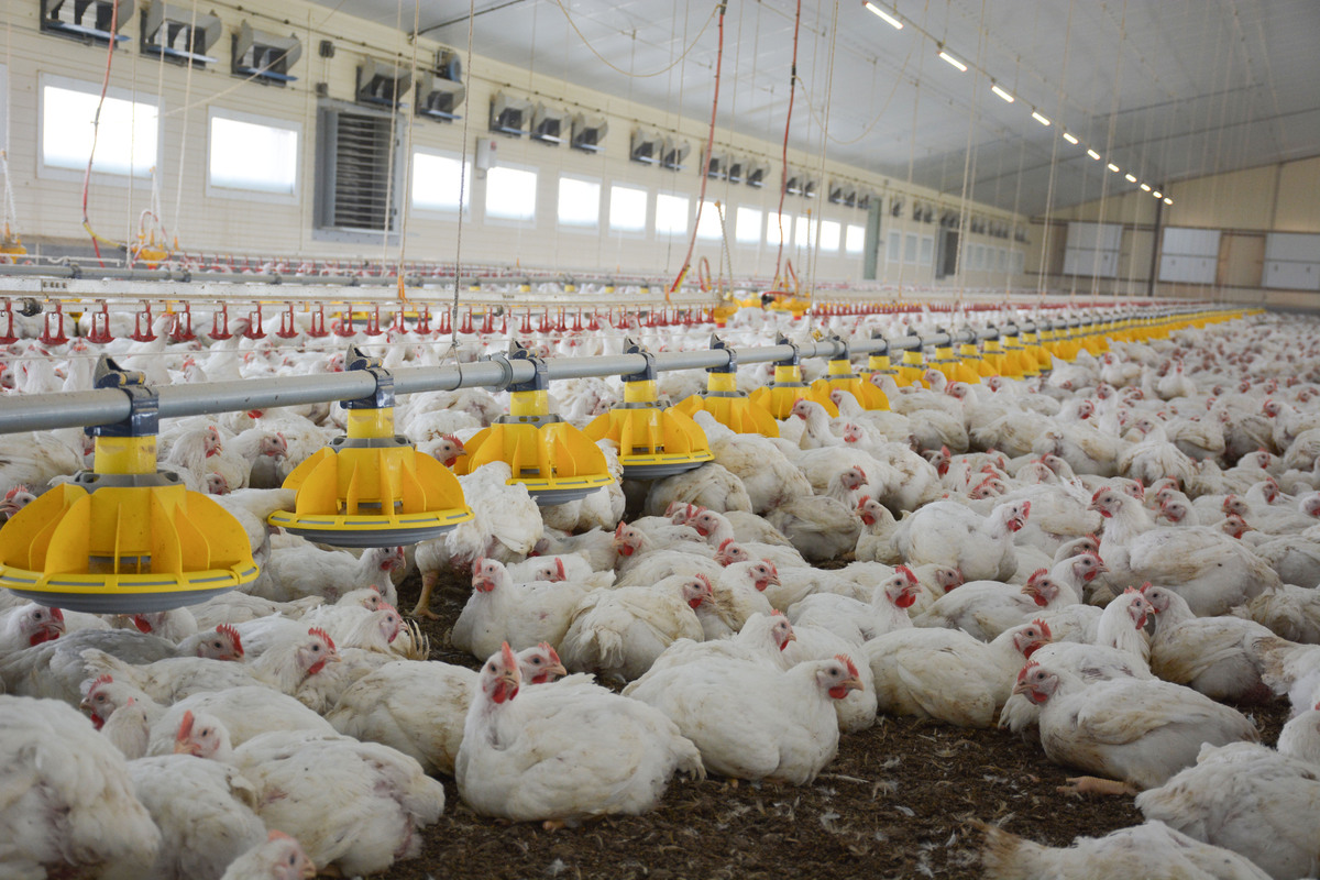 L'intérieur d'un bâtiment d'élevage de poulet - Illustration La consommation de poulet progresse