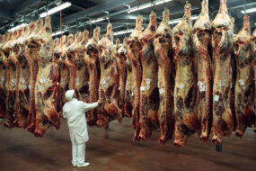 Des carcasses de viande suspendues dans un abattoir avec une personne qui les contrôle